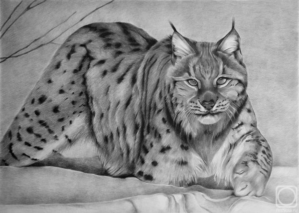 Рисунок карандашом Рыся