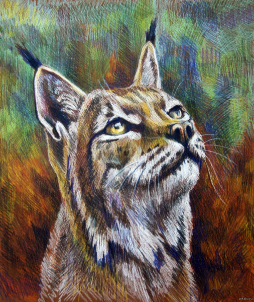 Рысь Матита