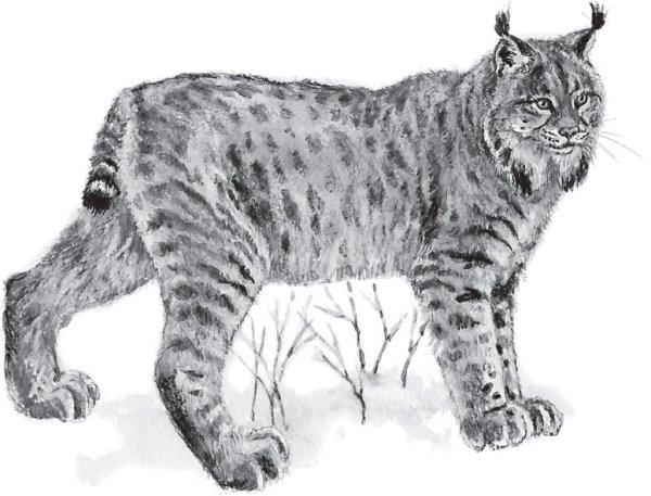 Рысь Кавказская раскраска