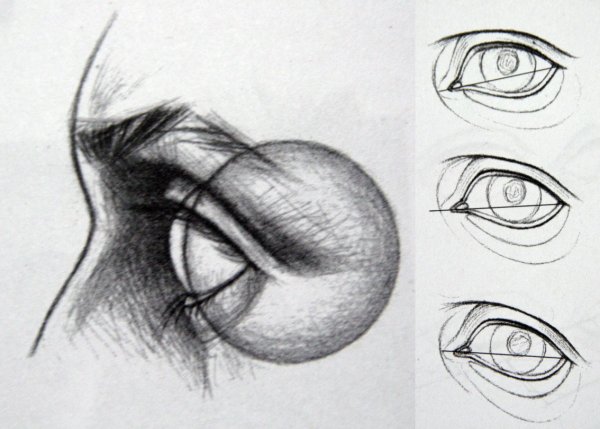 Анатомия глаз для рисования
