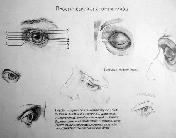 Пластическая анатомия глаза человека