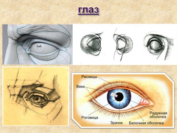 Пластическая анатомия глаза человека