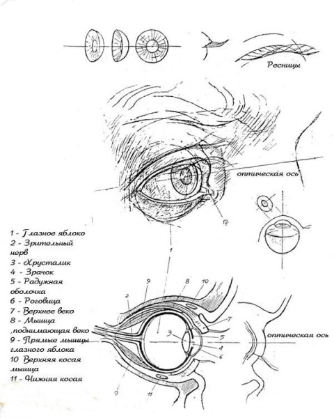 Пластическое строение глаза