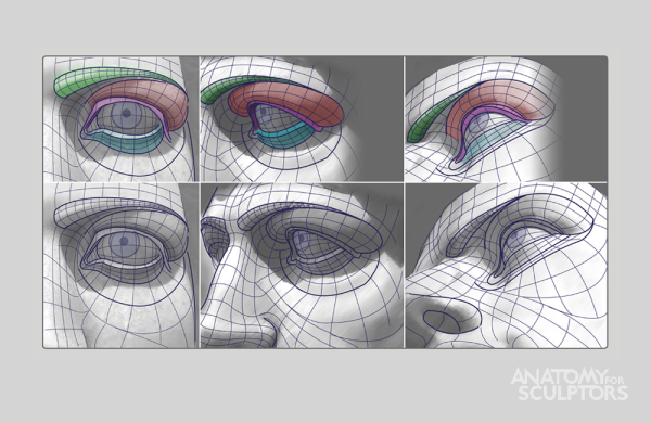 Баммес анатомия глаз