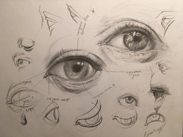 Анатомия глаз для рисования
