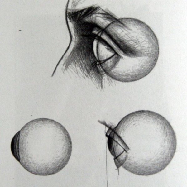 Анатомия глаза для художников