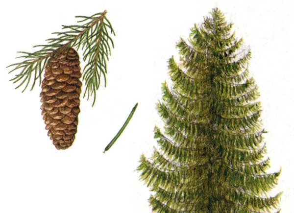 Ель обыкновенная хвоинки