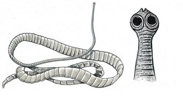 Бычий цепень строение