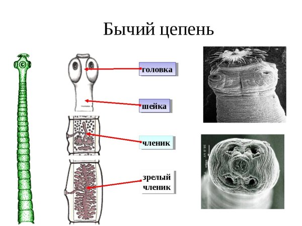 Паразитические ленточные черви строение