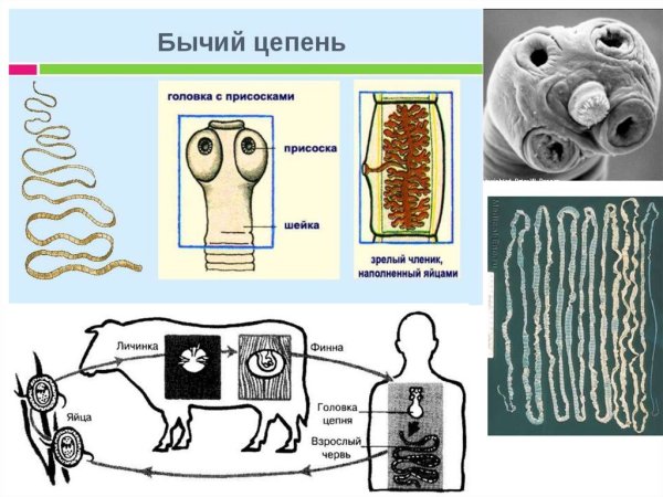 Внешнее строение бычьего цепня