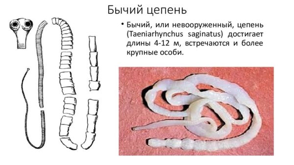 Ленточный червь бычьего цепня