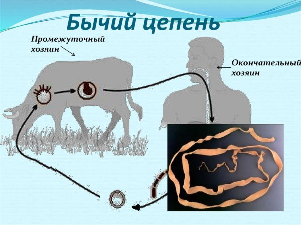 Основной хозяин свиного цепня