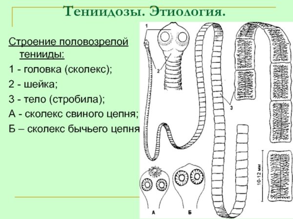 Строение ленточных червей схема