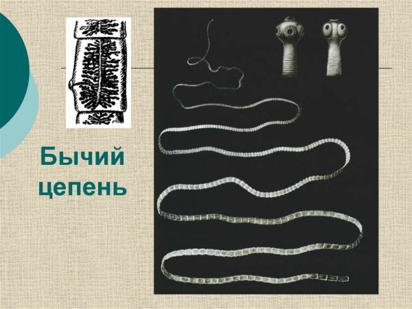 Ленточный червь свиной цепень