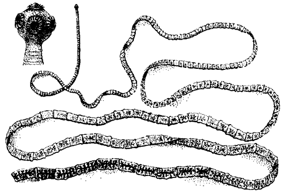 Зрелый членик бычьего цепня препарат