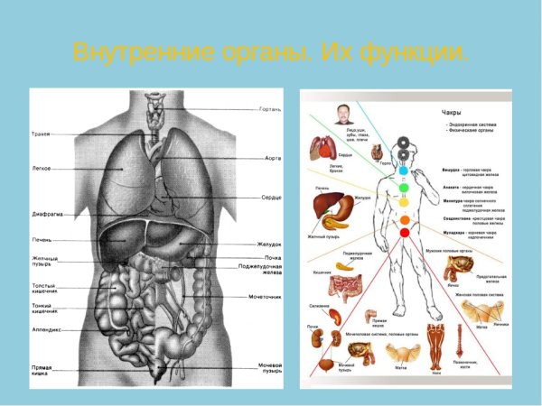 Строение органов человека мужчины спереди