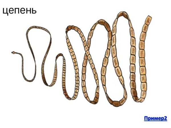 Ленточные черви свиной цепень строение