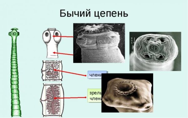 Ленточные черви бычий цепень
