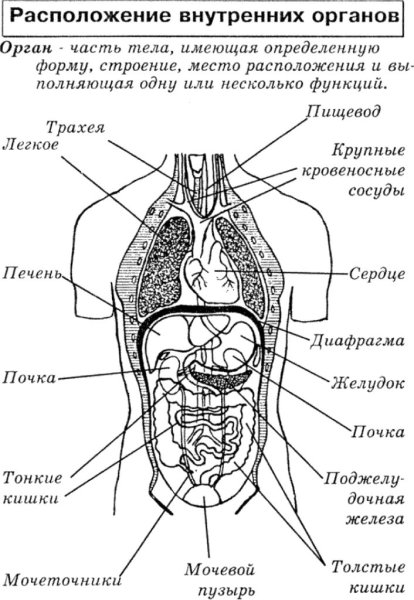 Схема внутреннее строение организма