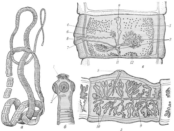 Бычий цепень цистицерк