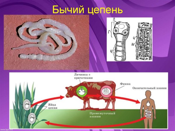Ленточные черви бычий цепень строение