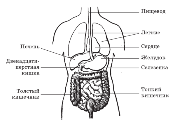 Внутренние органы человека схема схема