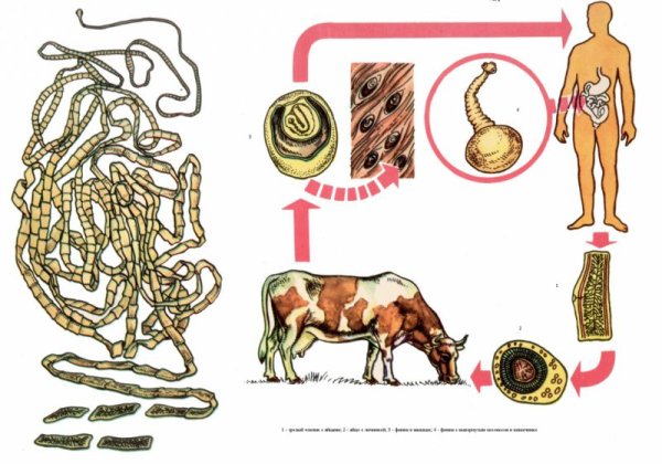 Глист бычий цепень рисунок