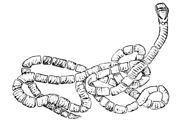 Строение членика широкого лентеца