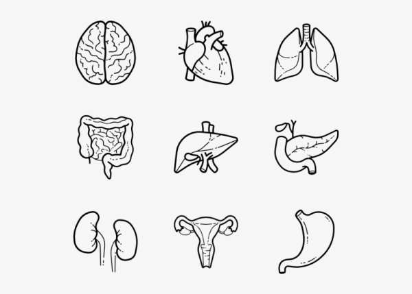 Внутренние органы человека раскраска