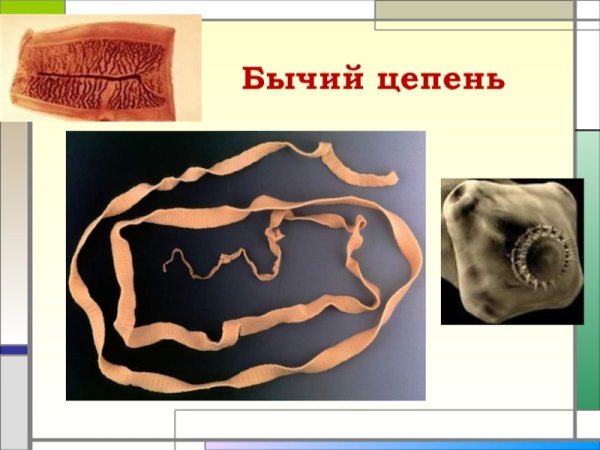 Промежуточный хозяин и основной хозяин бычьего цепня