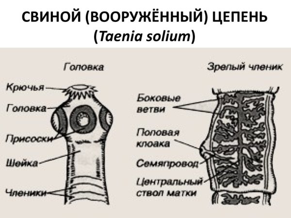 Схема заражения бычьего цепня