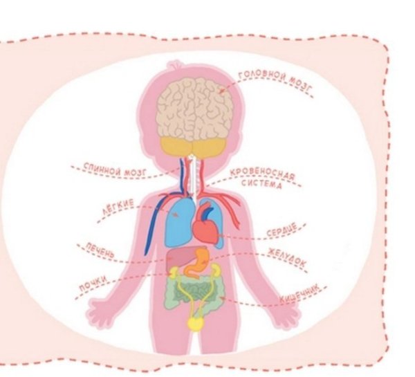 Раскраска анатомия человека