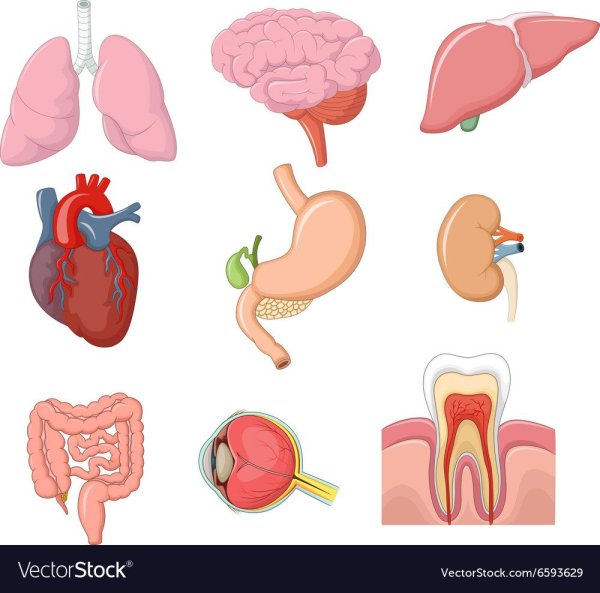 Стикеры по анатомии