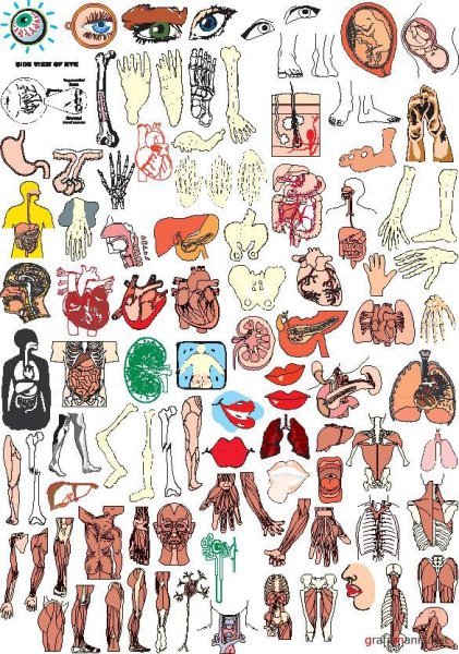 Карточки внутренние органы