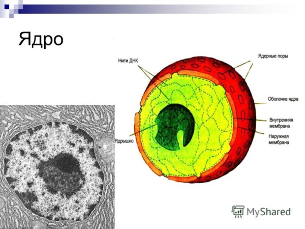 Ядро и ядрышко строение