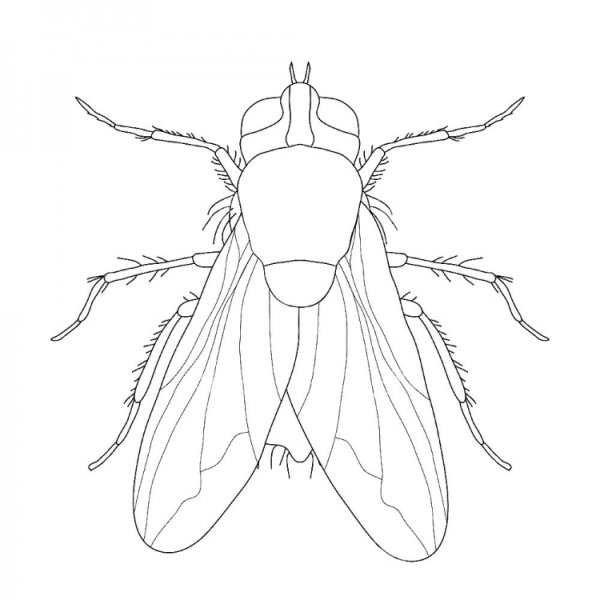 Муха на прозрачном фоне