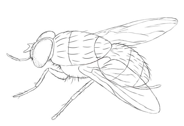 Муха раскраска
