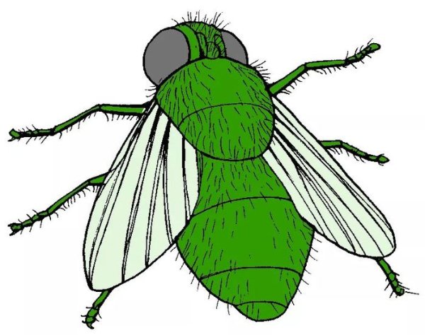 Раскраска Муха-Цокотуха