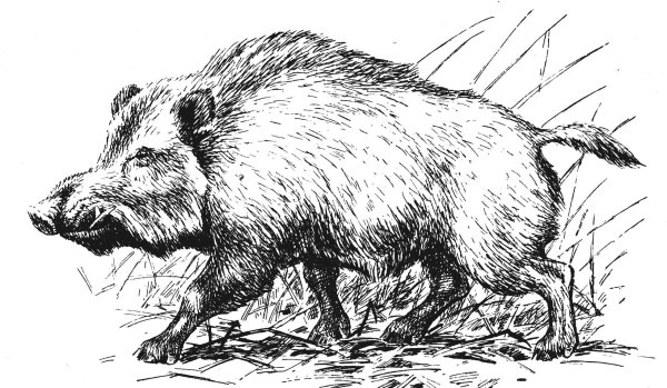 Морда свинки