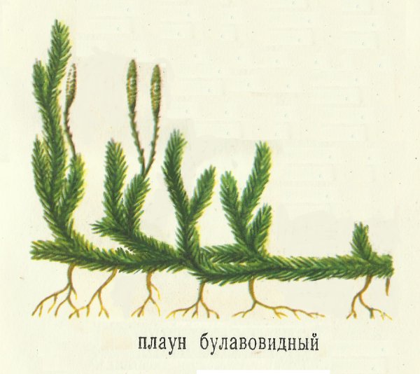 Внутреннее строение плаунов