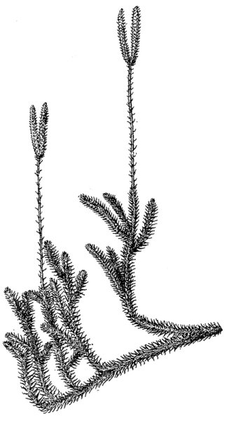 Представители плаун булавовидный