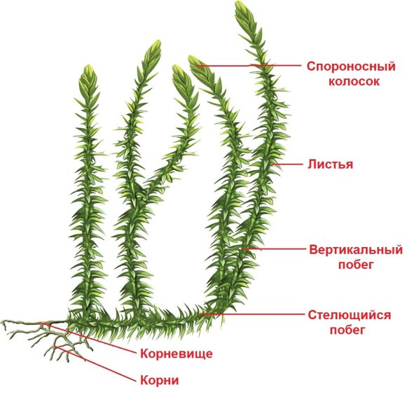 Спороносный побег плауна