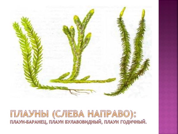 Строение растения плаун Баранец