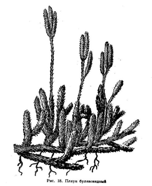 У плауна булавовидного ветвление побега