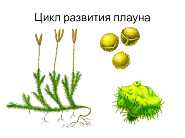 Плаун булавовидный