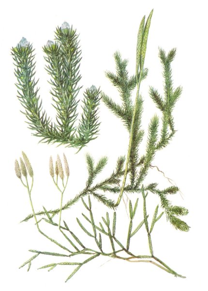 Заросток плауна булавовидного