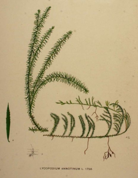 Спорофилл плауна булавовидного