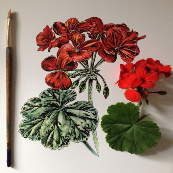 Винтажная роза пеларгония