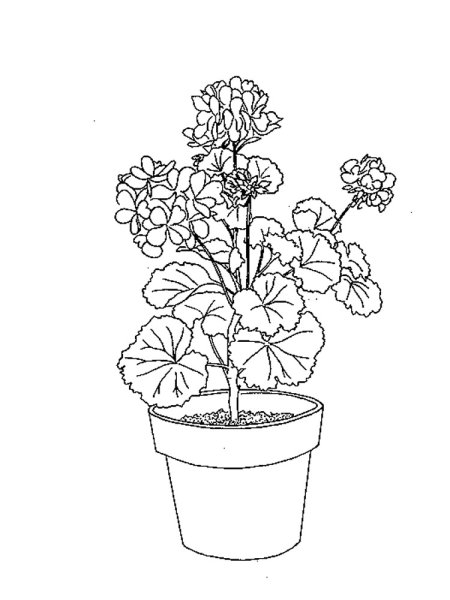 Пеларгония Ботаническая иллюстрация