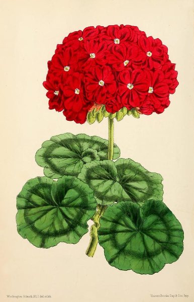 Фиалки бегонии герань